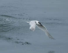 Sandwich Tern