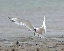 Sandwich Tern