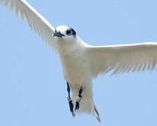 Sandwich Tern