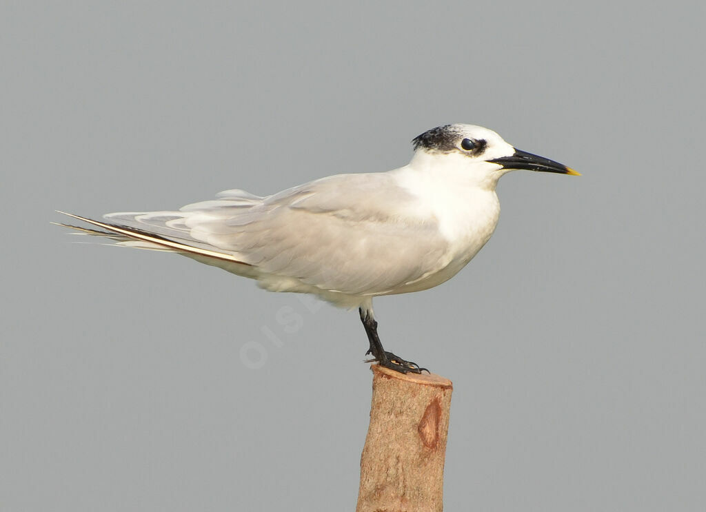 Sterne caugekadulte, identification