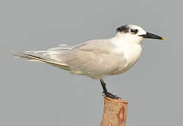 Sandwich Tern