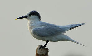 Sandwich Tern