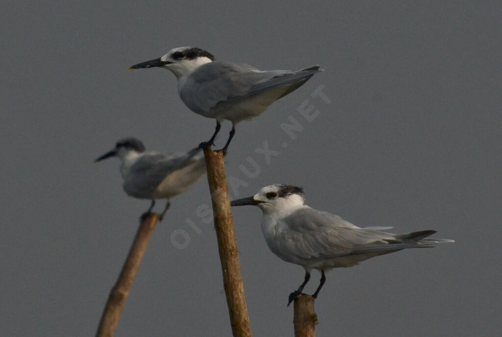 Sandwich Tern