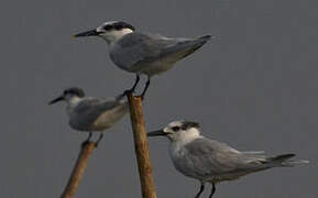 Sandwich Tern