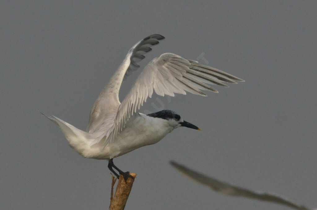 Sandwich Tern