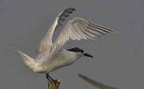 Sandwich Tern