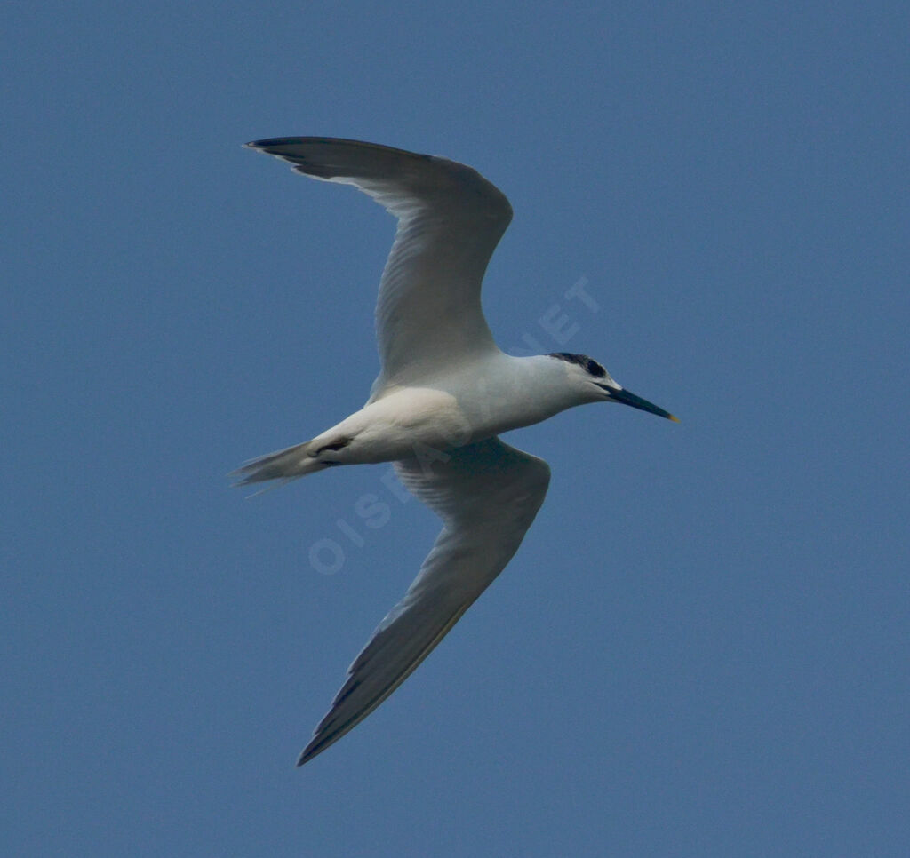 Sandwich Tern