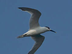 Sandwich Tern