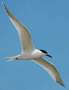 Sandwich Tern