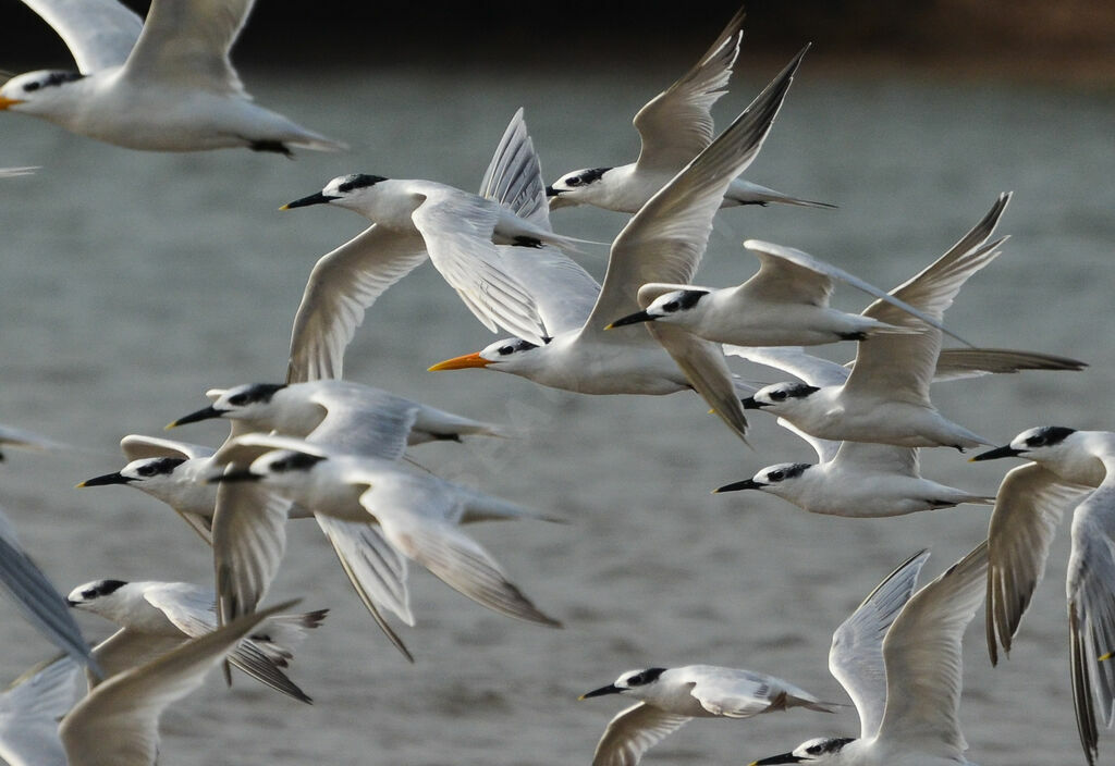 Sandwich Tern, Flight