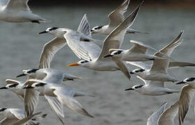 Sandwich Tern