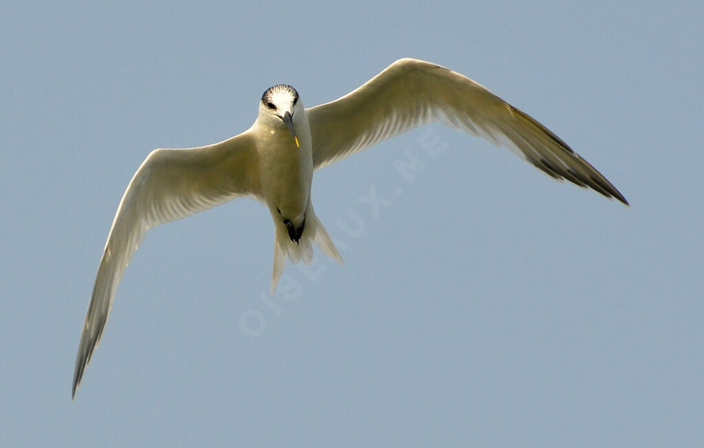 Sandwich Tern