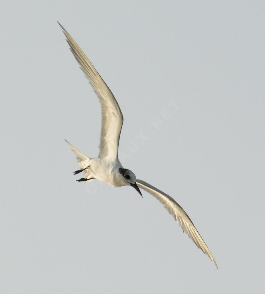 Sandwich Tern