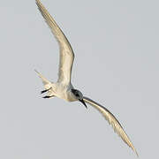 Sandwich Tern