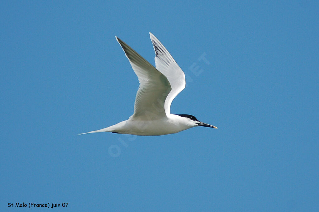 Sandwich Tern