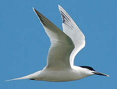 Sandwich Tern