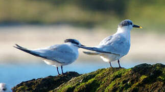 Sandwich Tern