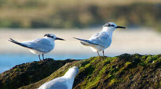 Sandwich Tern