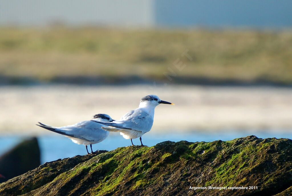 Sandwich Tern