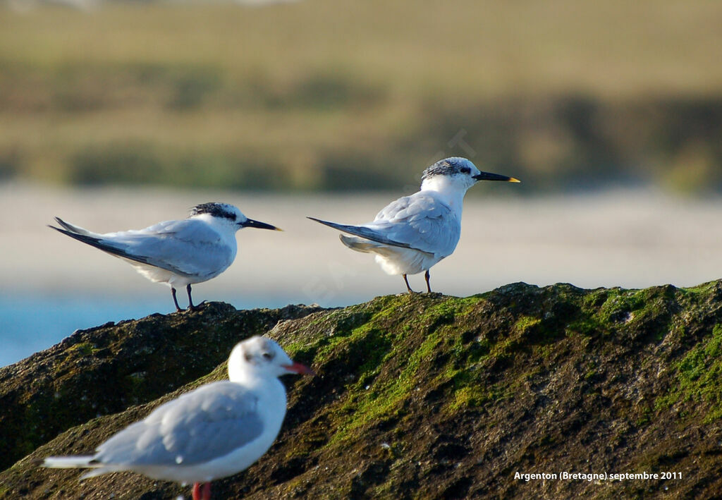 Sandwich Tern