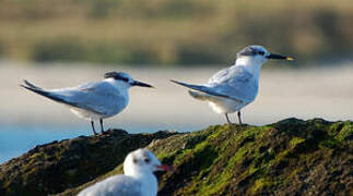 Sandwich Tern