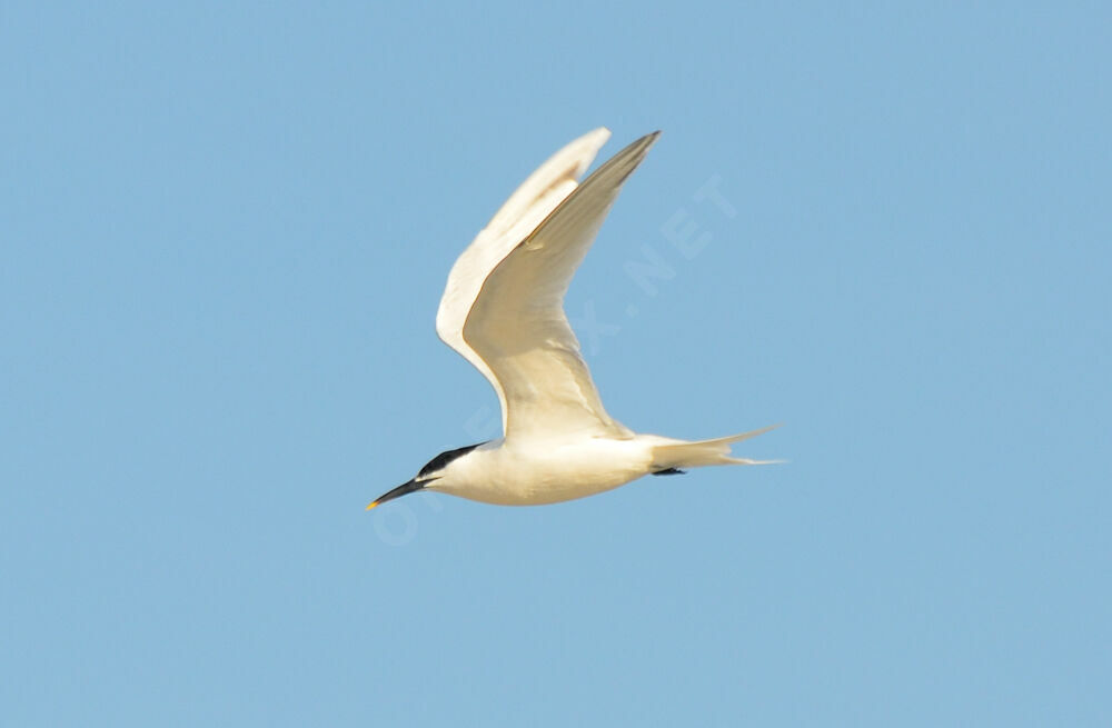 Sandwich Ternadult, Flight