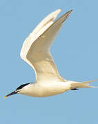 Sandwich Tern