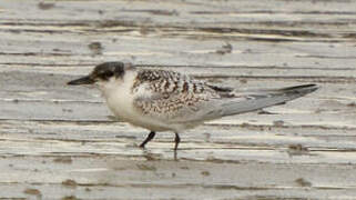 Sandwich Tern