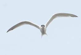 Sandwich Tern