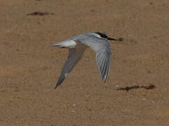 Damara Tern