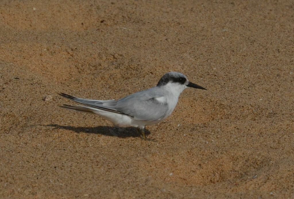 Sterne des baleiniersadulte, identification