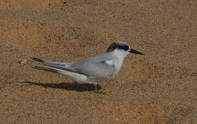 Damara Tern