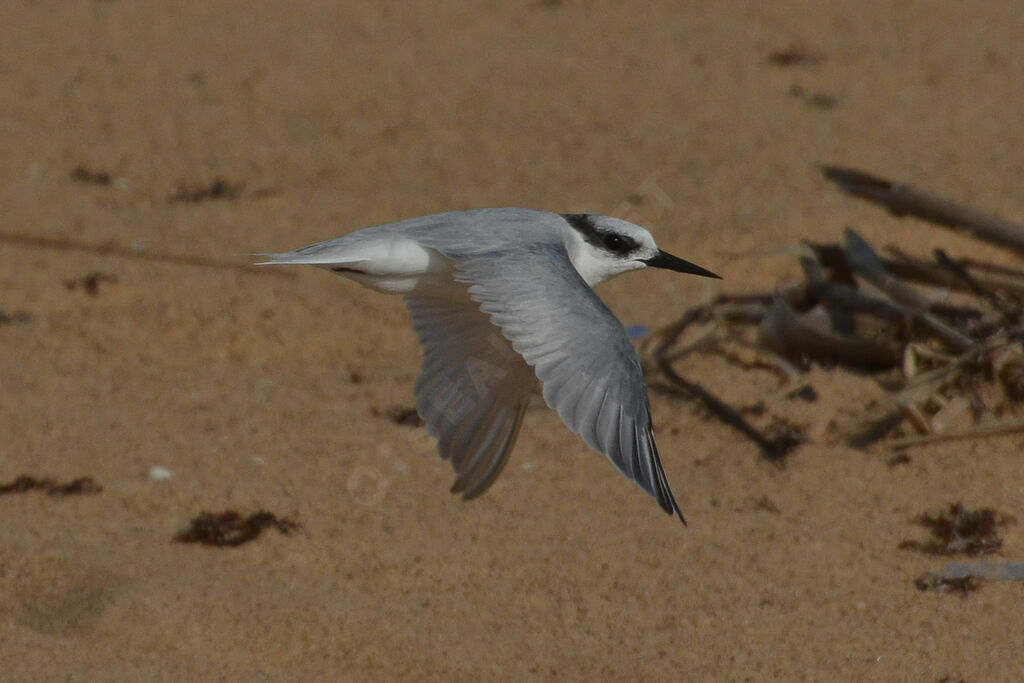 Damara Tern - Sternula balaenarum adult - thhe304376