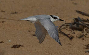 Damara Tern