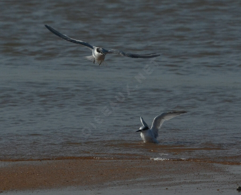 Damara Tern