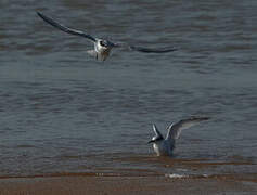 Damara Tern