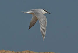 Damara Tern