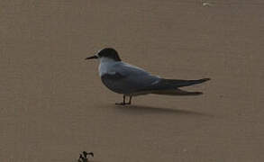 Damara Tern