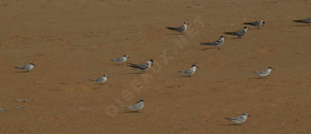 Damara Tern