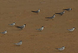 Damara Tern