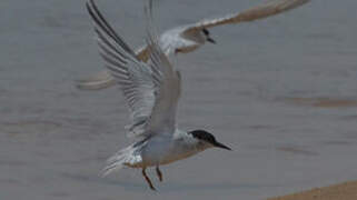 Damara Tern