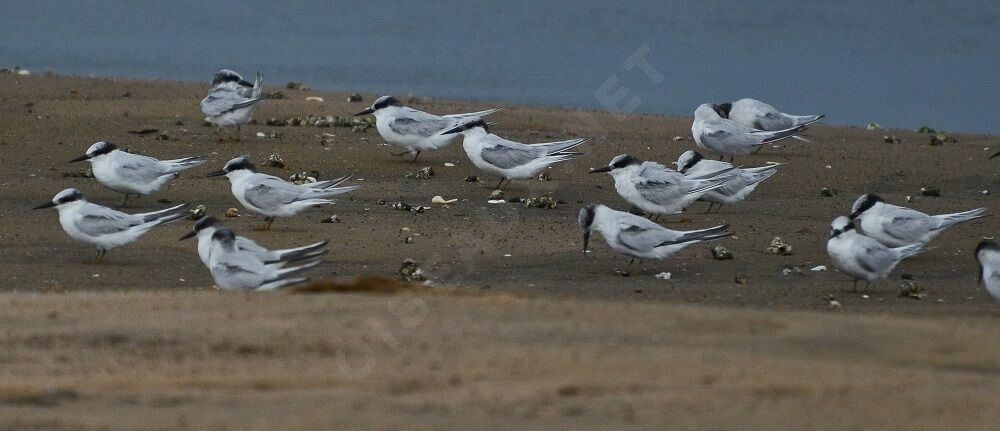 Damara Tern