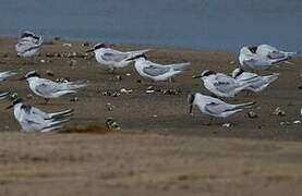 Damara Tern