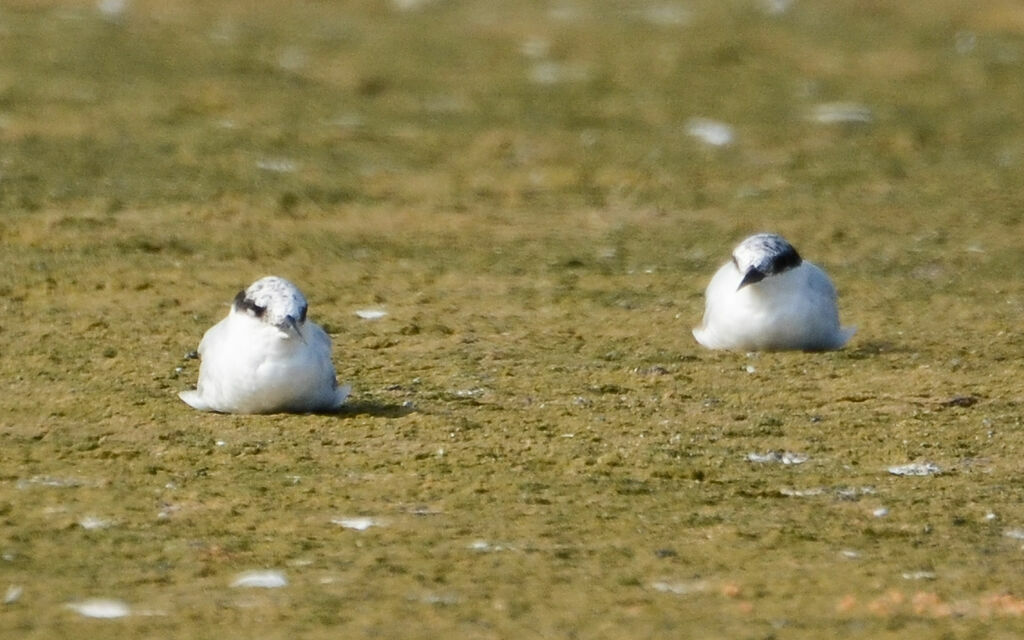 Damara Tern, identification