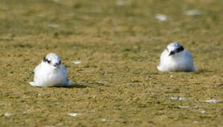 Damara Tern