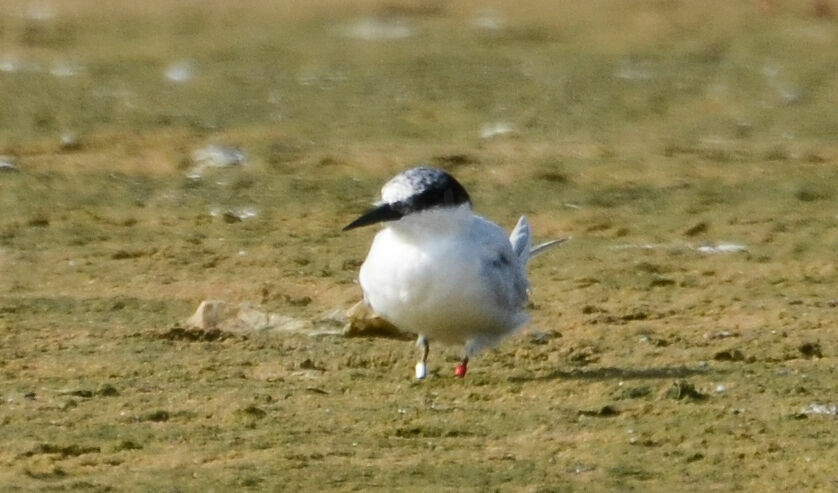 Damara Tern