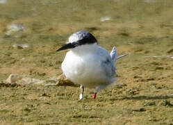 Damara Tern