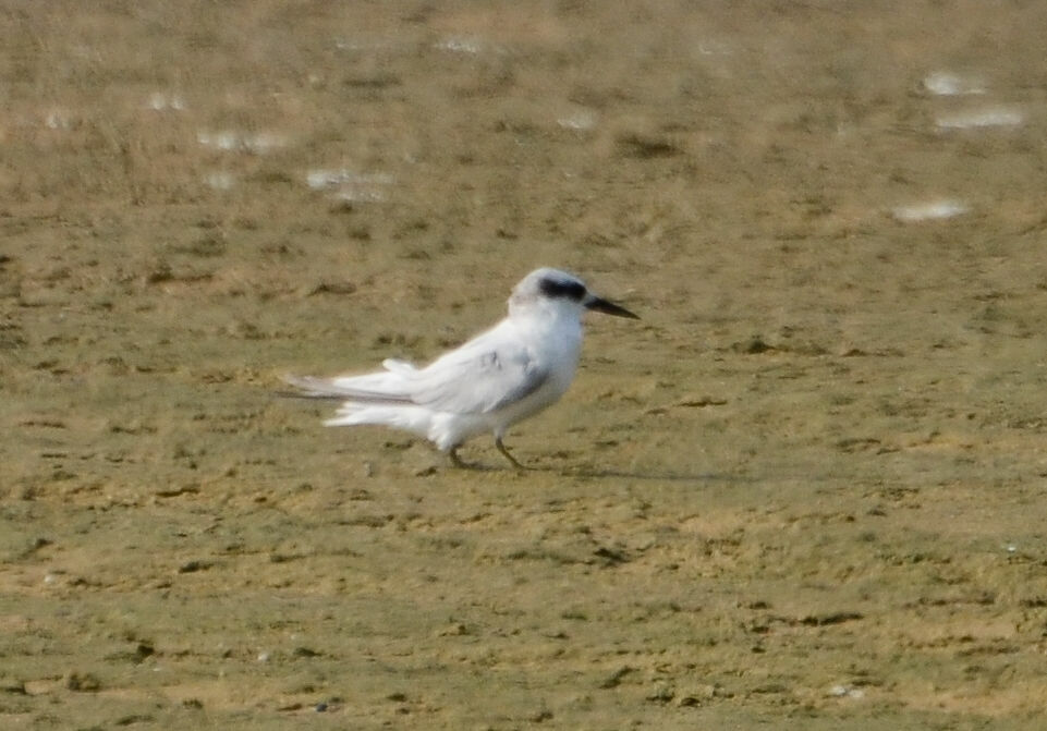 Damara Tern