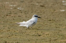 Damara Tern