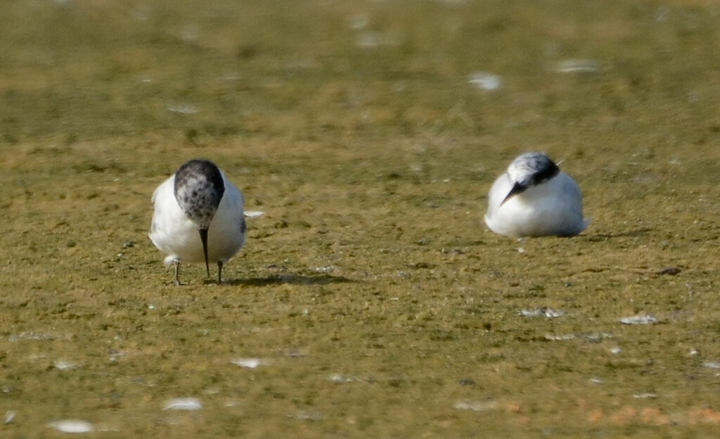 Damara Tern